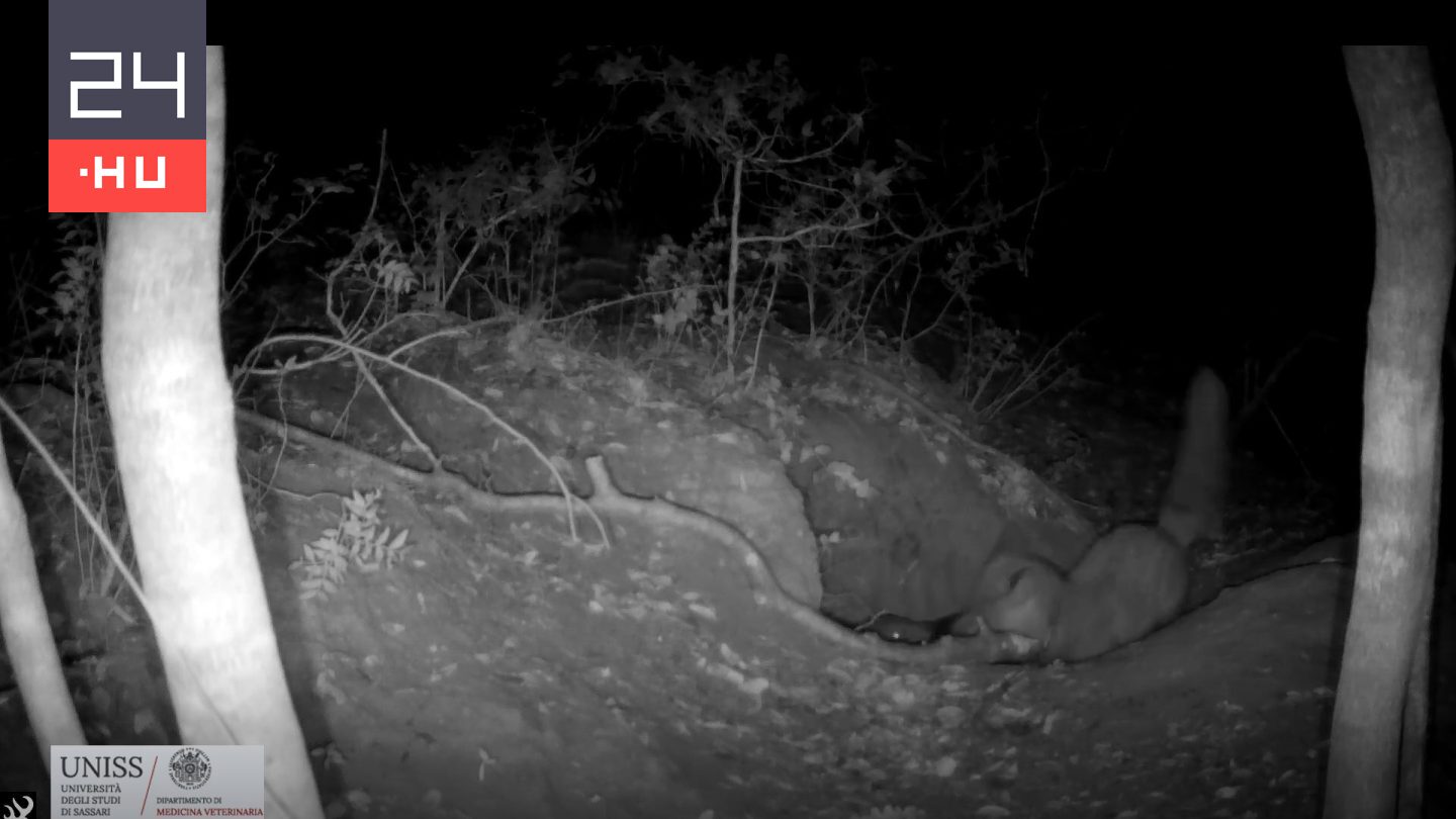 Páratlan videó készült arról, amint egy róka elejt egy farkast