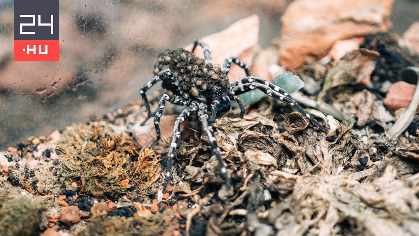 Súlyosan veszélyeztetett farkaspókok születtek Budapesten