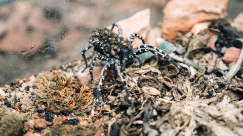 Deserta Grande szigeti farkaspók a kicsinyeivel.