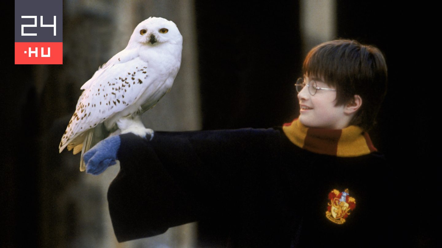 A hóbagoly mellett számos vándorló, vadon élő faj is védelmet kapott