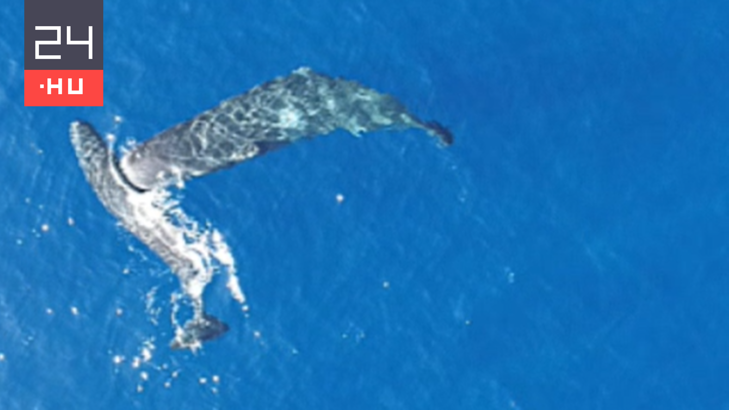 Különös viselkedést figyeltek meg az ámbrásceteknél