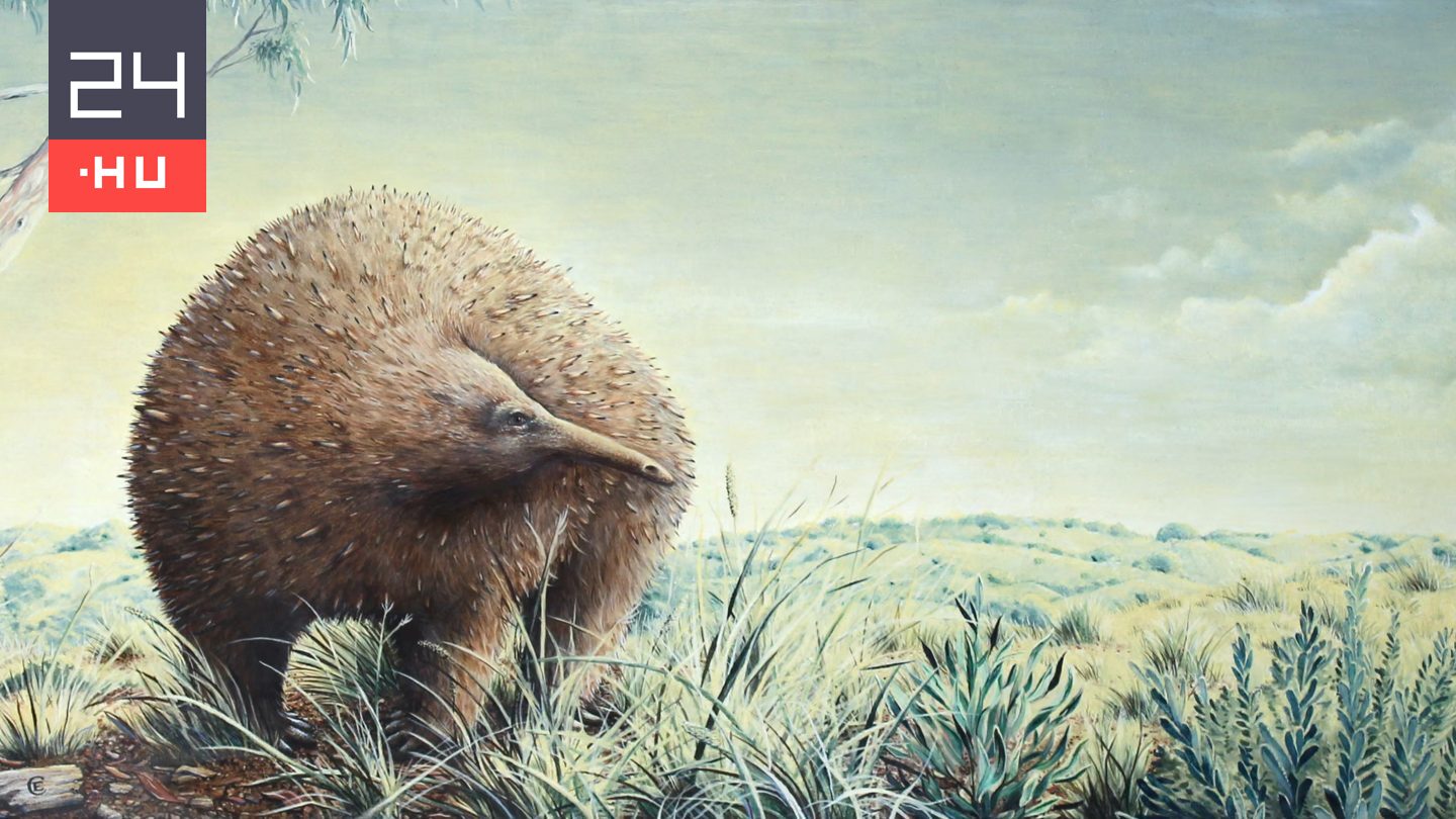 15 kilós óriássünök éltek Ausztráliában