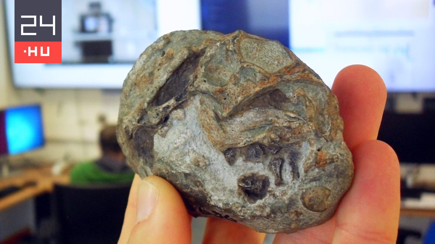 Először találtak az emlősök ősétől származó tojást