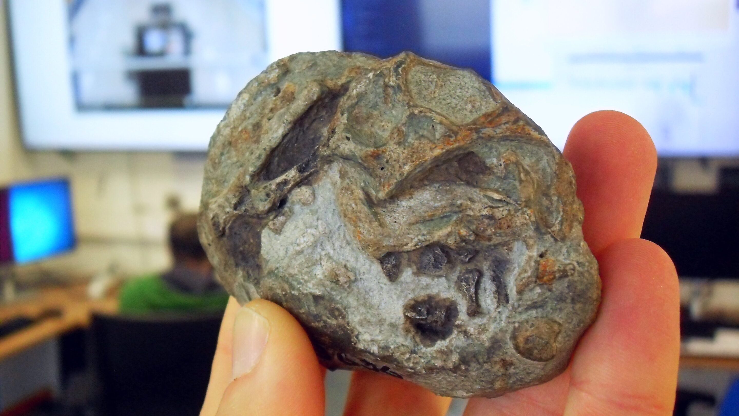 Lystrosaurus tojáskövület