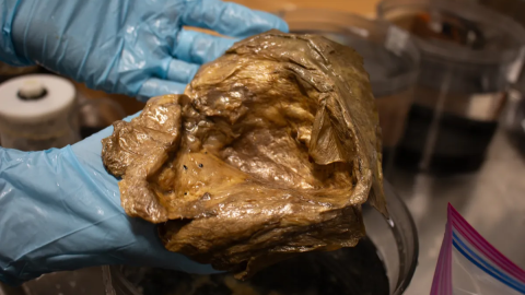 Az „aranygömb” amit 2023-ban találták az alaszkai partok közelében, a tengerfenéken.