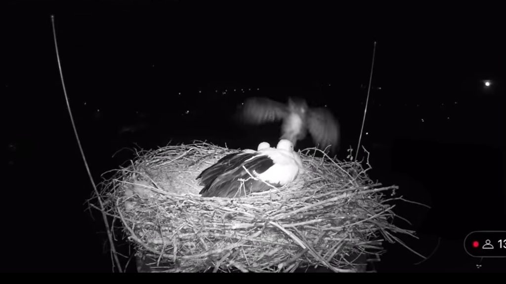 Egy éve ilyenkor: vérfagyasztó jelenetsort rögzített a gólyakamera