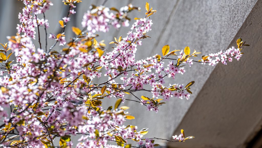 Húsvétig melegszik az idő, hétfőn viszont hidegfront érkezik
