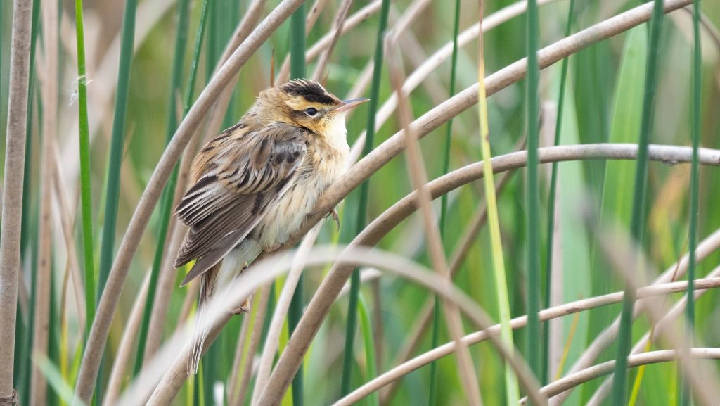 Európa legritkább énekesmadarát azonosították a Hortobágyon
