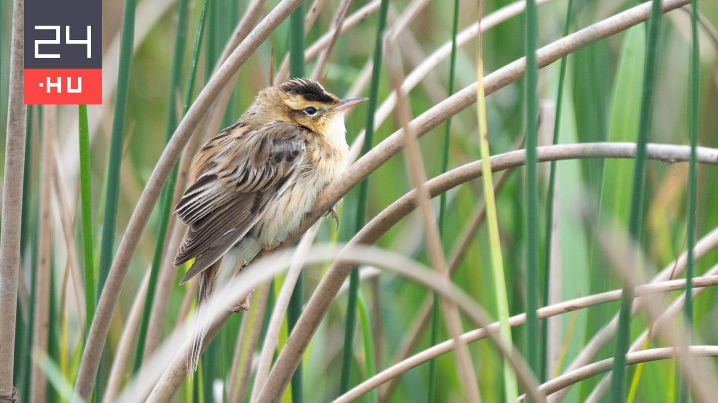 Európa legritkább énekesmadarát azonosították a Hortobágyon