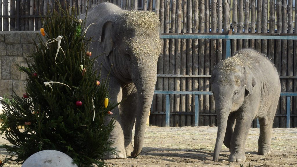 Ötéves lett Samu, a Fővárosi Állatkert kiselefántja