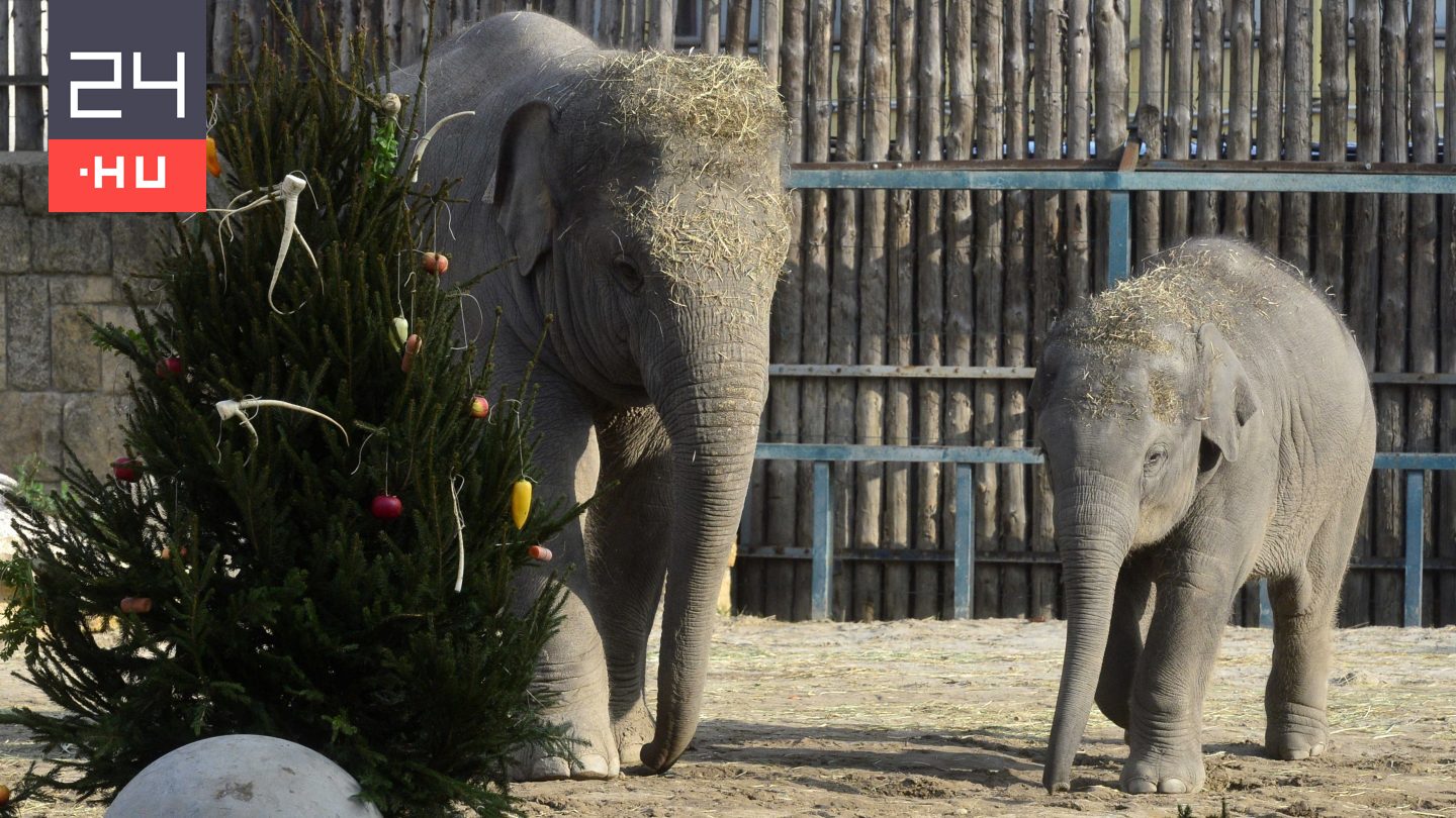 Ötéves lett Samu, a Fővárosi Állatkert kiselefántja
