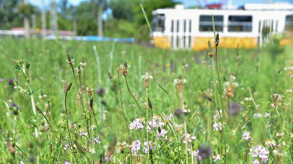 Már egy margitszigetnyi méhlegelő segíti Budapestet a klímaváltozás elleni harcban