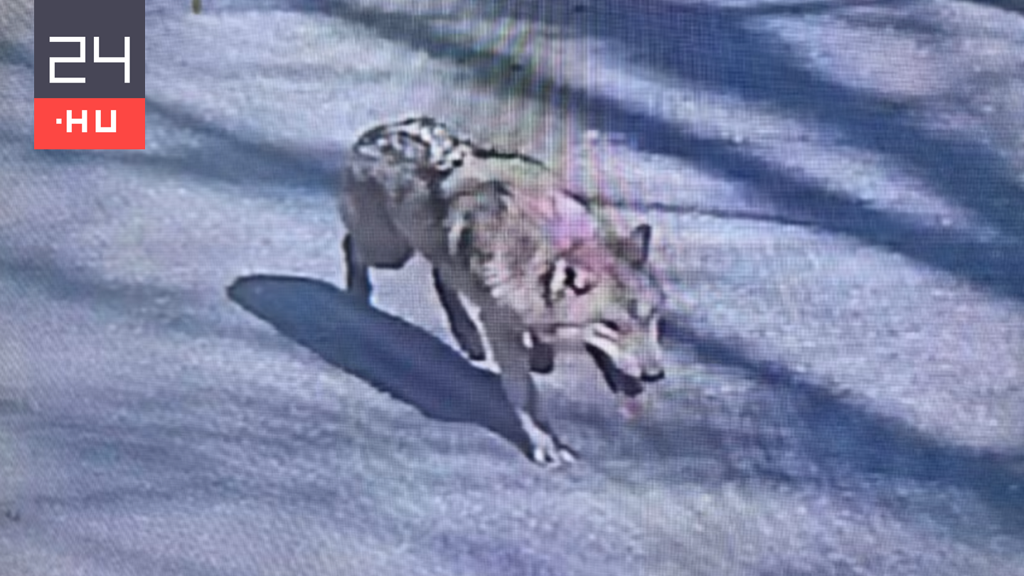 Kilenc nap után megmenekült az állatkertből elszökött farkas, aki miatt a dél-koreai elnöknek is meg kellett szólalnia