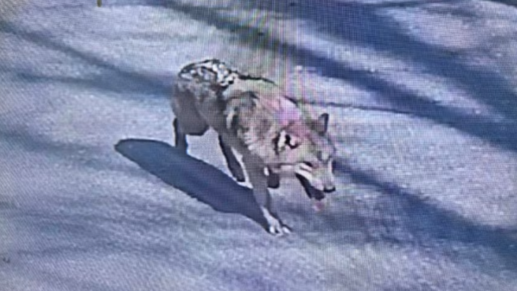 dél-korea, neukgu, farkas, szökés, állatkert