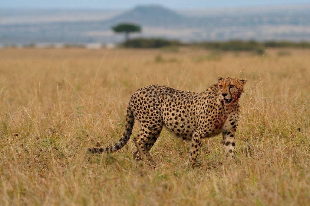 Milyen gyors a gepárd? – állati rekordok kvíz
