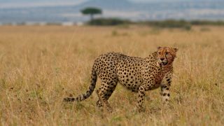 Egy gepárd az afrikai vadonban.