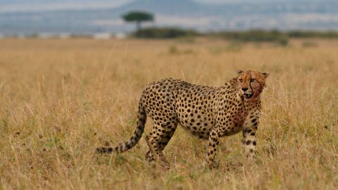 Egy gepárd az afrikai vadonban.