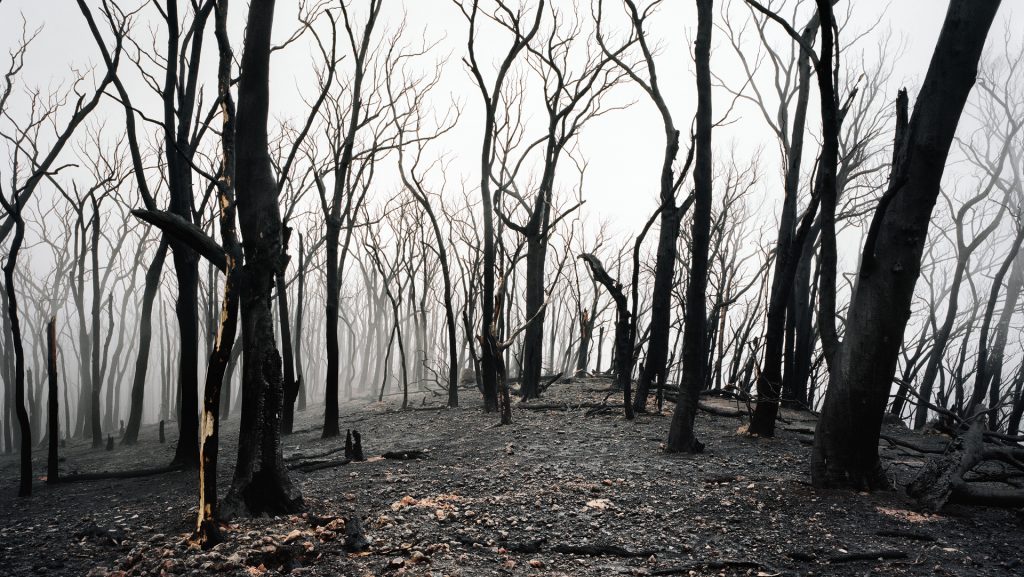Elkóborolt az idősotthonból, egy hónappal később, egy erdőben találták meg a holttestét
