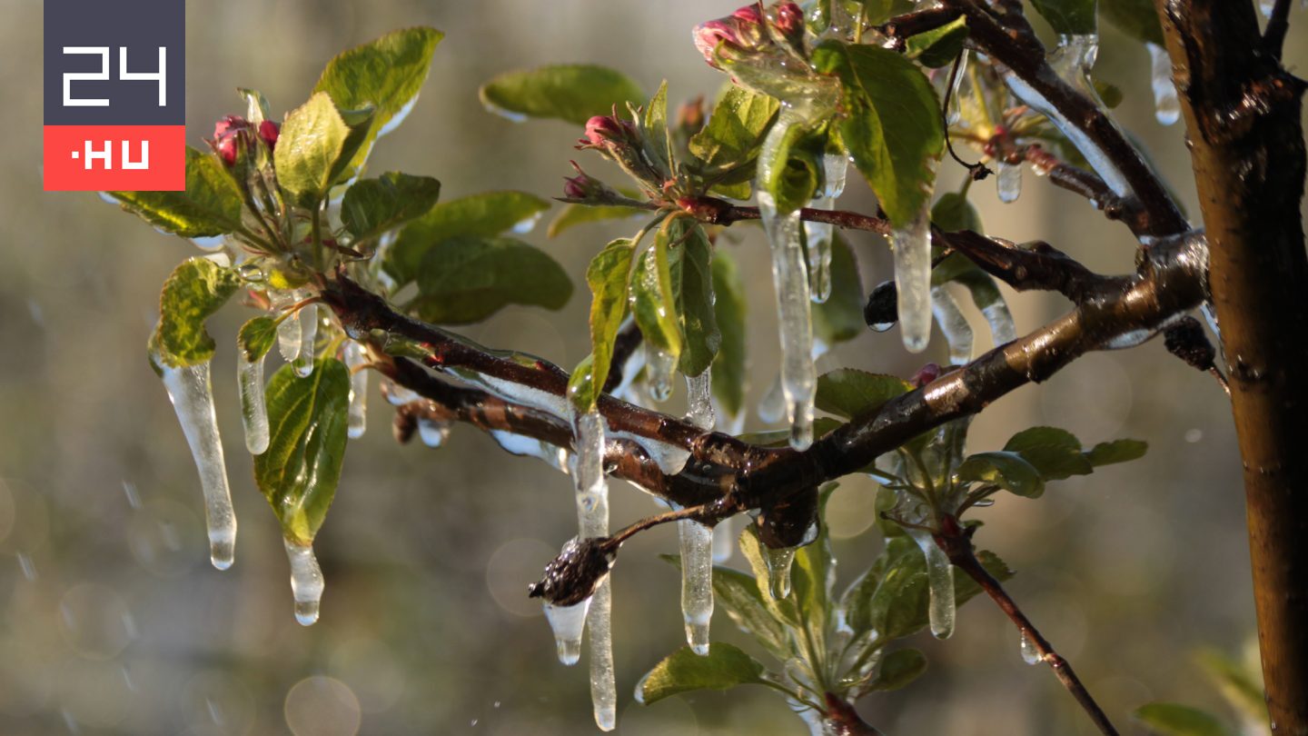 Jönnek a reggeli fagyok: így védhetjük meg a gyümölcsfákat
