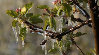 fagyvédelem, gyümölcsfa, reggeli fagy, időjárás, előrejelzés