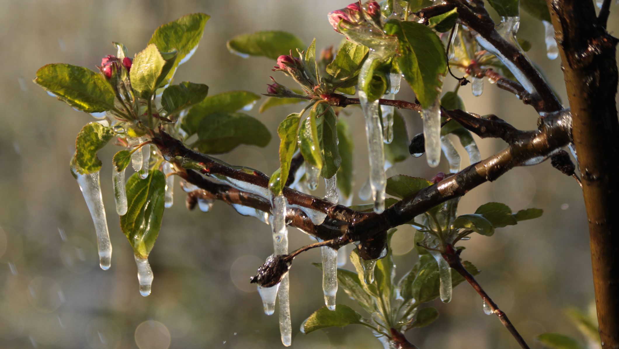 fagyvédelem, gyümölcsfa, reggeli fagy, időjárás, előrejelzés