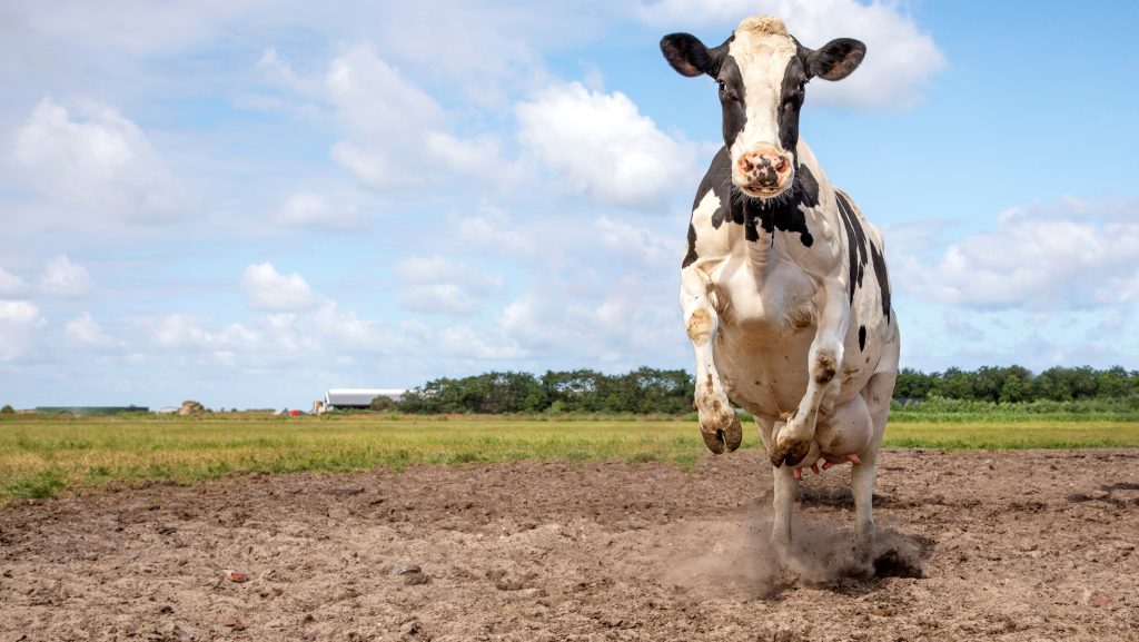 Állati kvíz: te tudod, milyen gyorsan képes futni egy tehén?