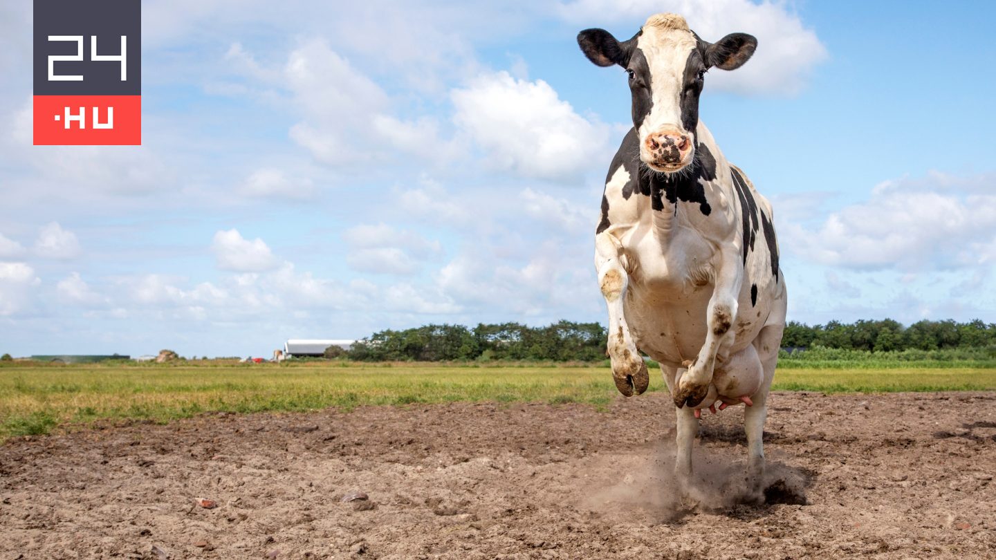 Állati kvíz: te tudod, milyen gyorsan képes futni egy tehén?