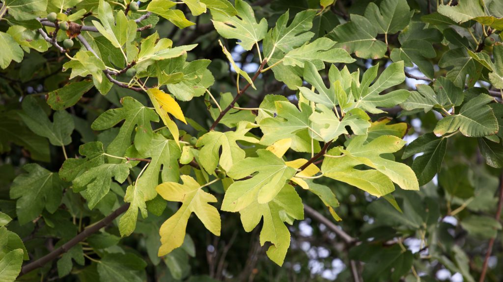 Ilyen fát inkább ne ültessünk a házunk közelébe