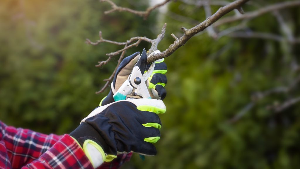 Kertészmérnök: ezeket a fákat véletlenül se metsszük meg áprilisban