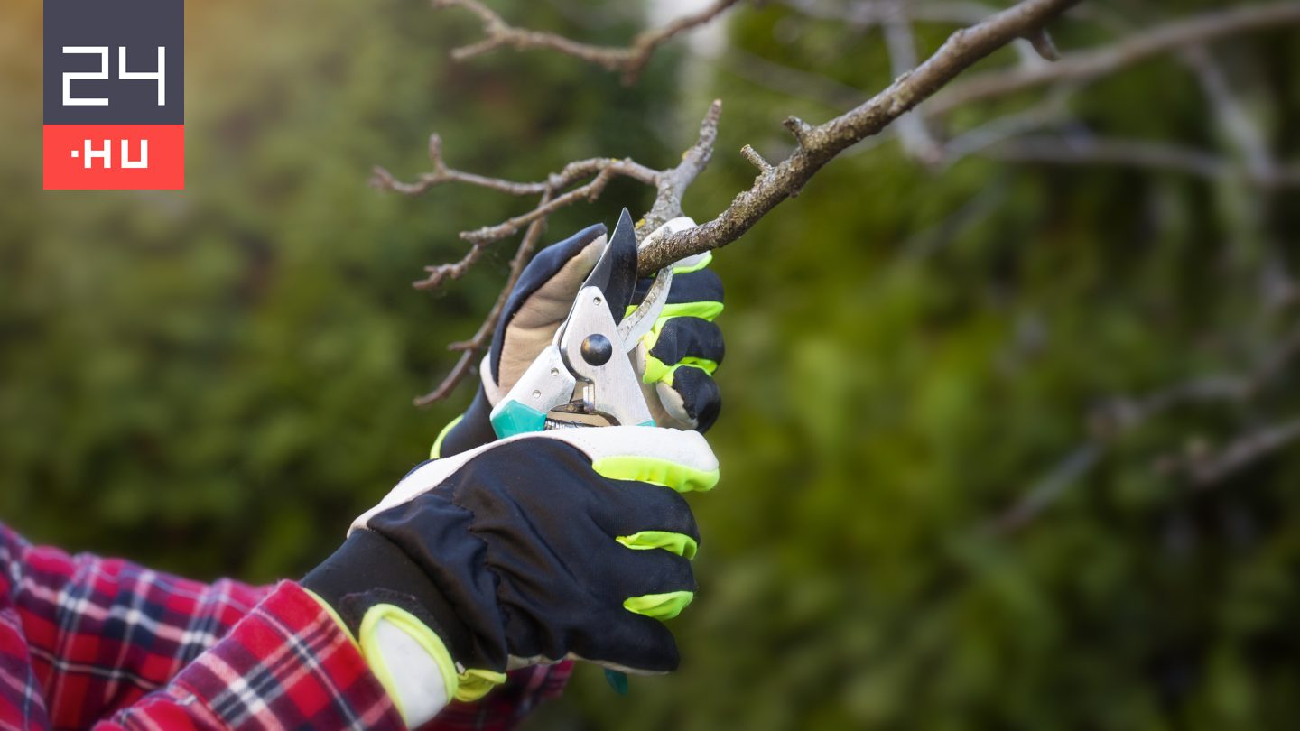 Kertészmérnök: ezeket a fákat véletlenül se metsszük meg áprilisban