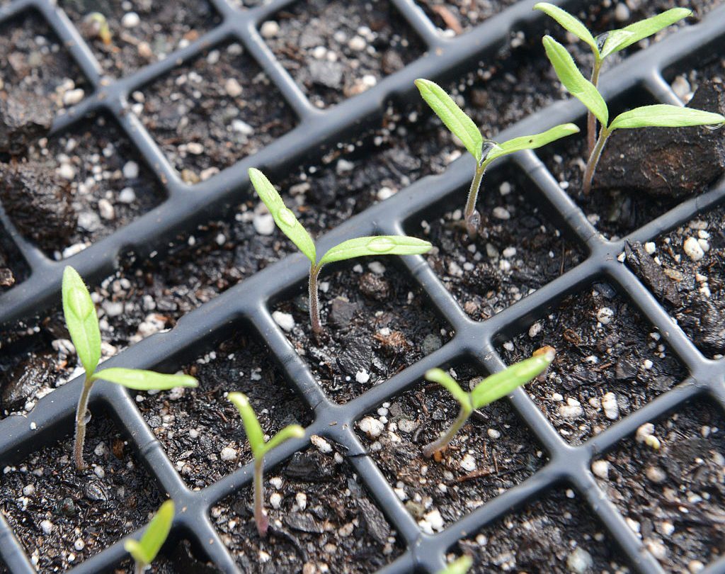 Így akadályozható meg, hogy túl magasra nőjön a paradicsom- és paprikapalánta
