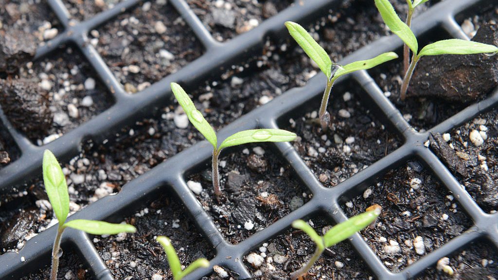 Így akadályozható meg, hogy túl magasra nőjön a paradicsom- és paprikapalánta
