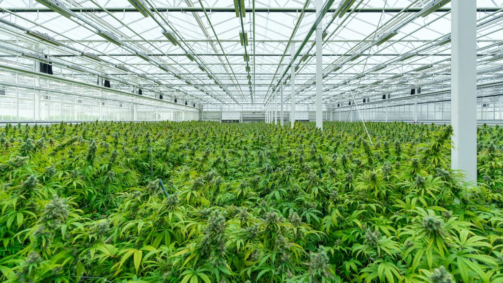 Magyar kutatás mutatja meg, hogyan hat agyunkra valójában a kannabisz