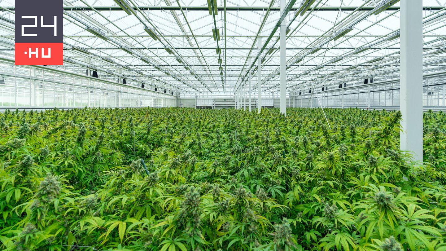 Magyar kutatás mutatja meg, hogyan hat agyunkra valójában a kannabisz