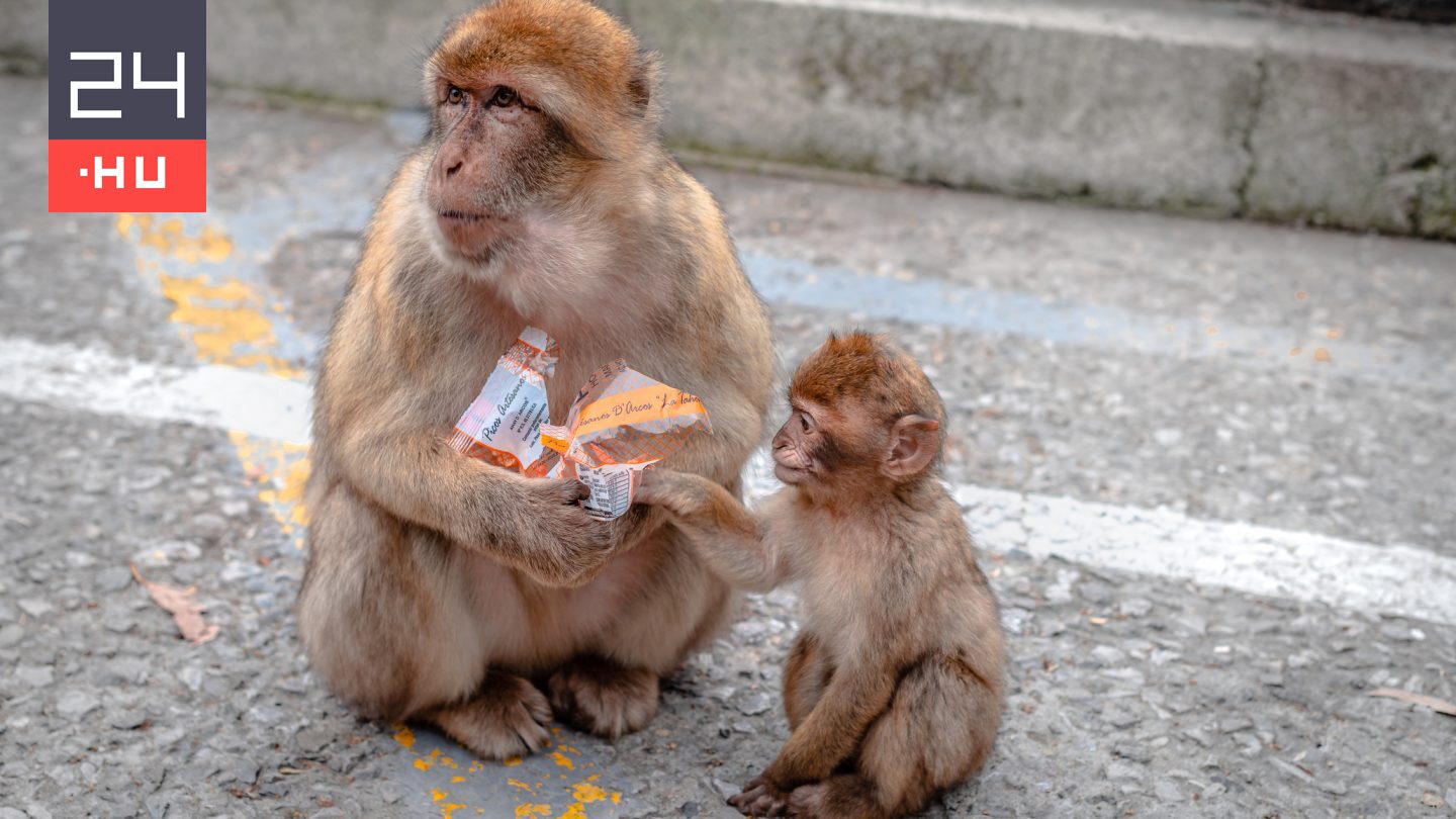 Furcsa szokást figyeltek meg a gyorskaján élő gibraltári makákóknál