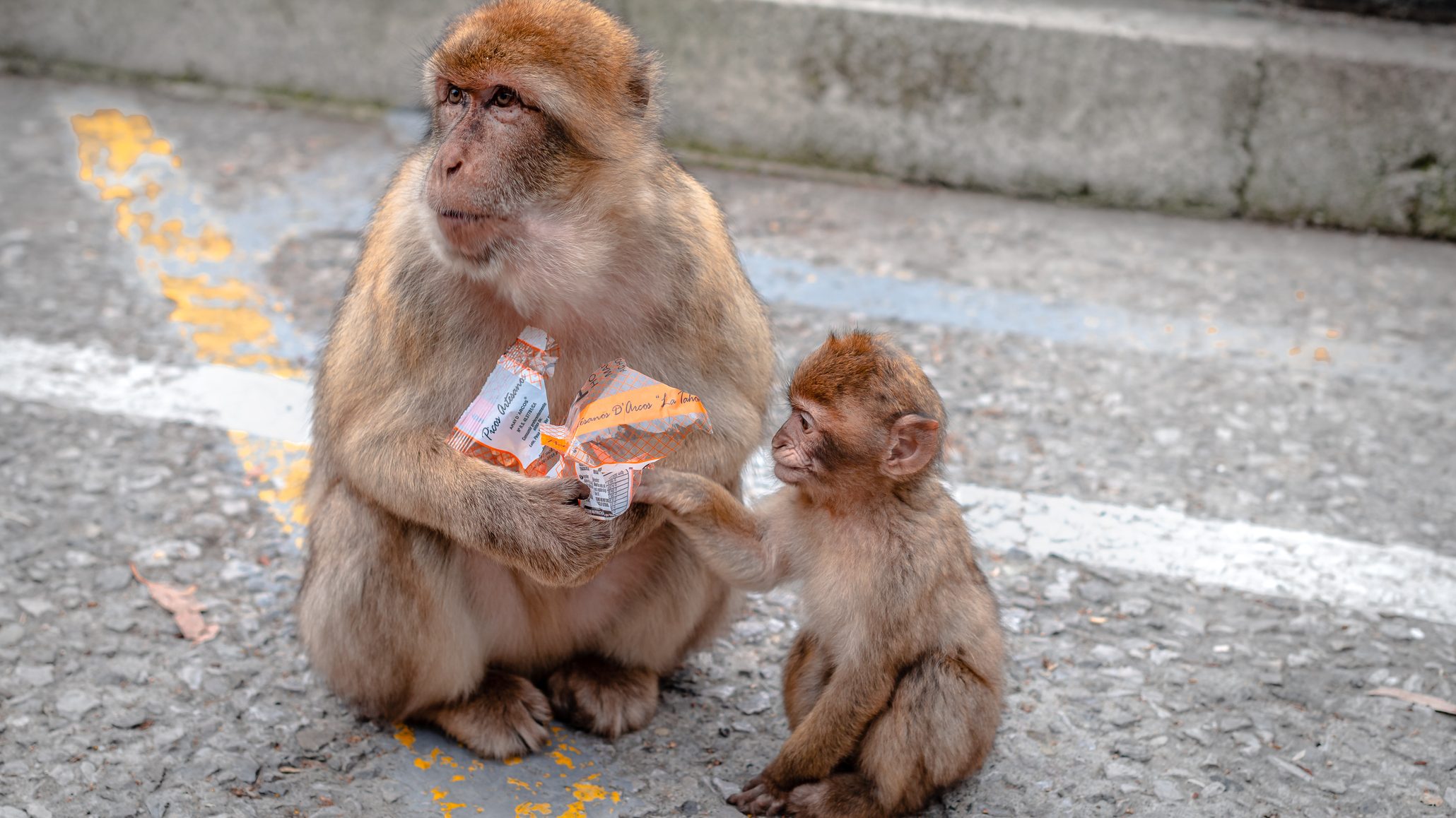 gibraltár, makákó, kutatás, gyorskaja, föld