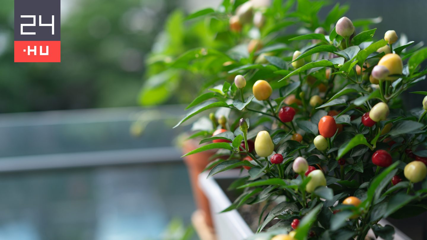 Hobbikertészet: ezeket a különleges zöldségeket ültetik egyre többen