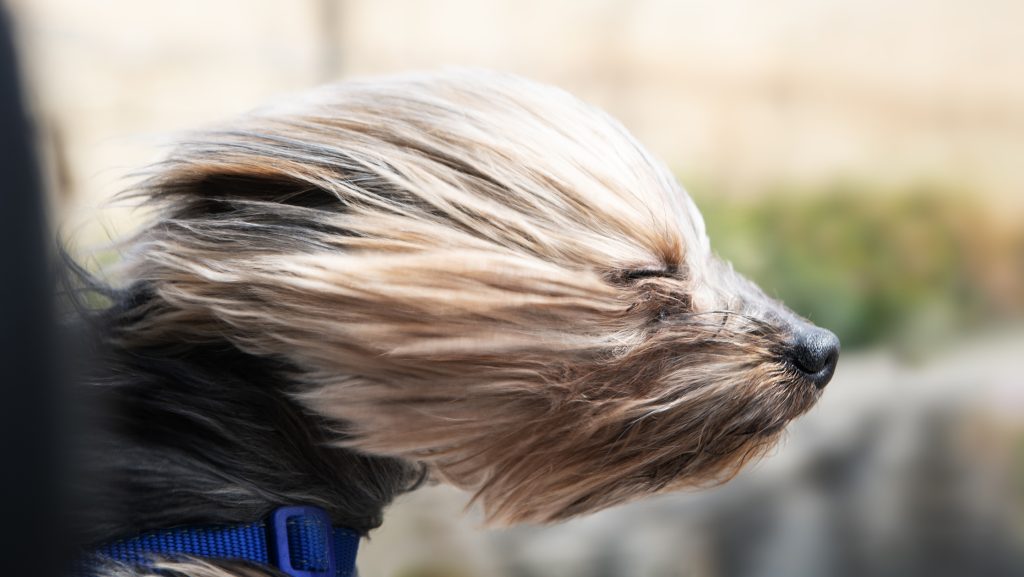 Nem tágít az erős szél