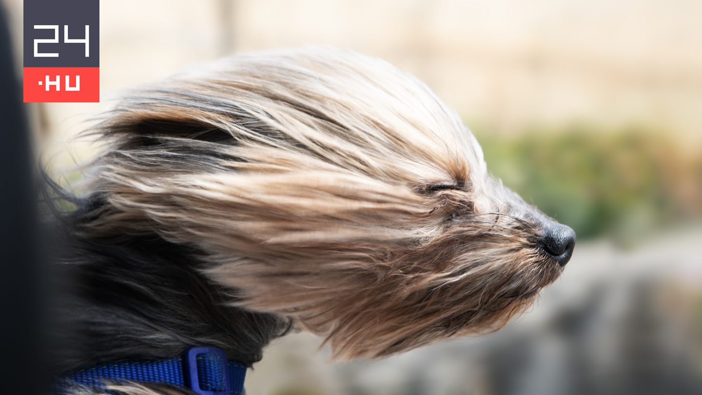 Nem tágít az erős szél