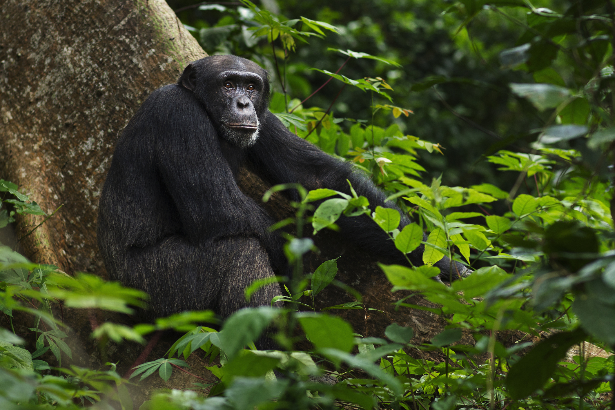 csimpánz, fotó, fészek, kutatás