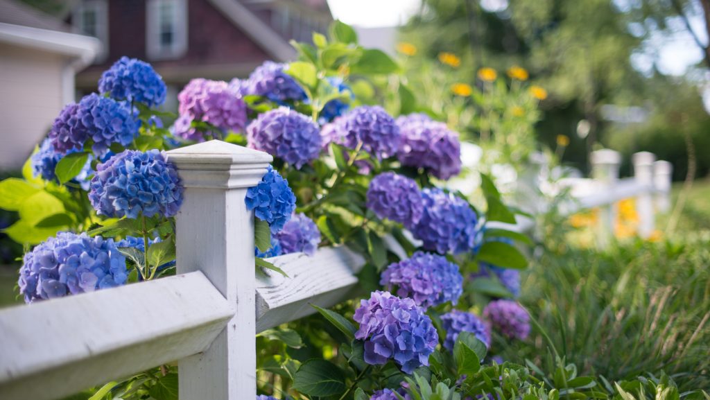 Ebben a kvízben csak virágokat kell felismerni képek alapján, mégis nehéz 10-ből 10-re jól válaszolni