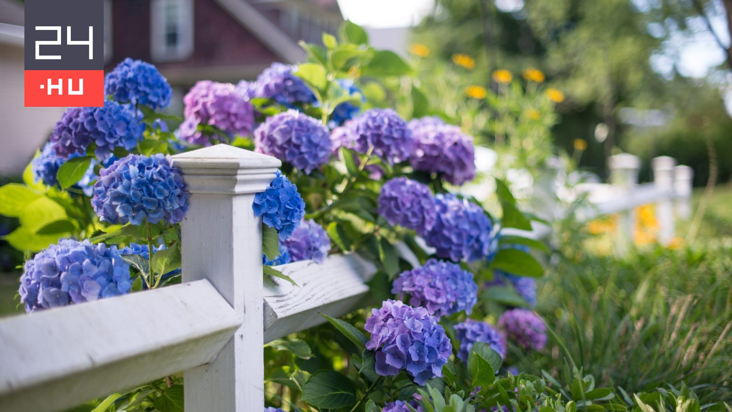 Ebben a kvízben csak virágokat kell felismerni képek alapján, mégis nehéz 10-ből 10-re jól válaszolni
