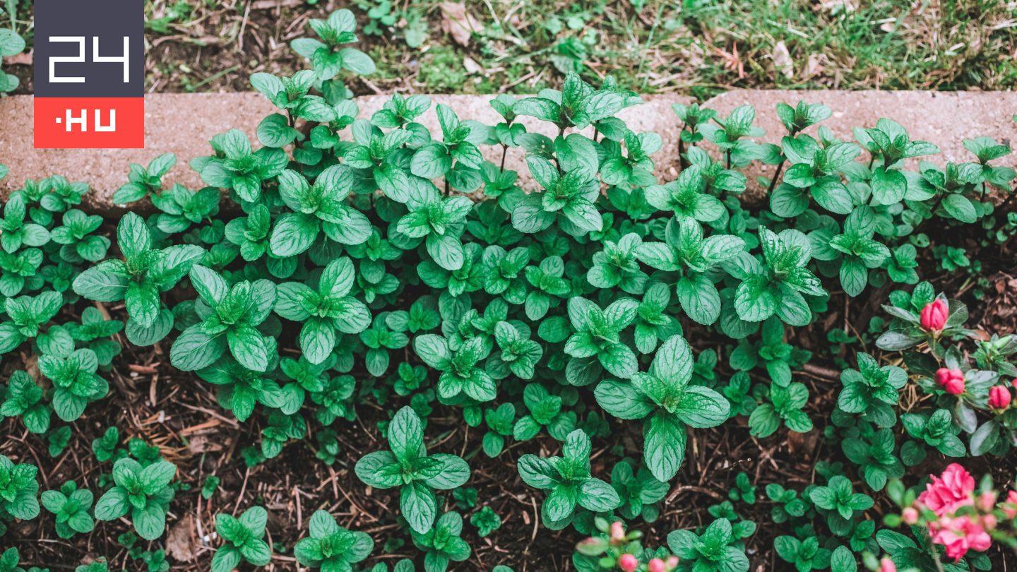 Ez a két kedvelt növény a gyakorlott kertészek rémálma