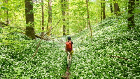 időjárás, előrejelzés, napsütés, szél, eső, hidegfront, lehűlés