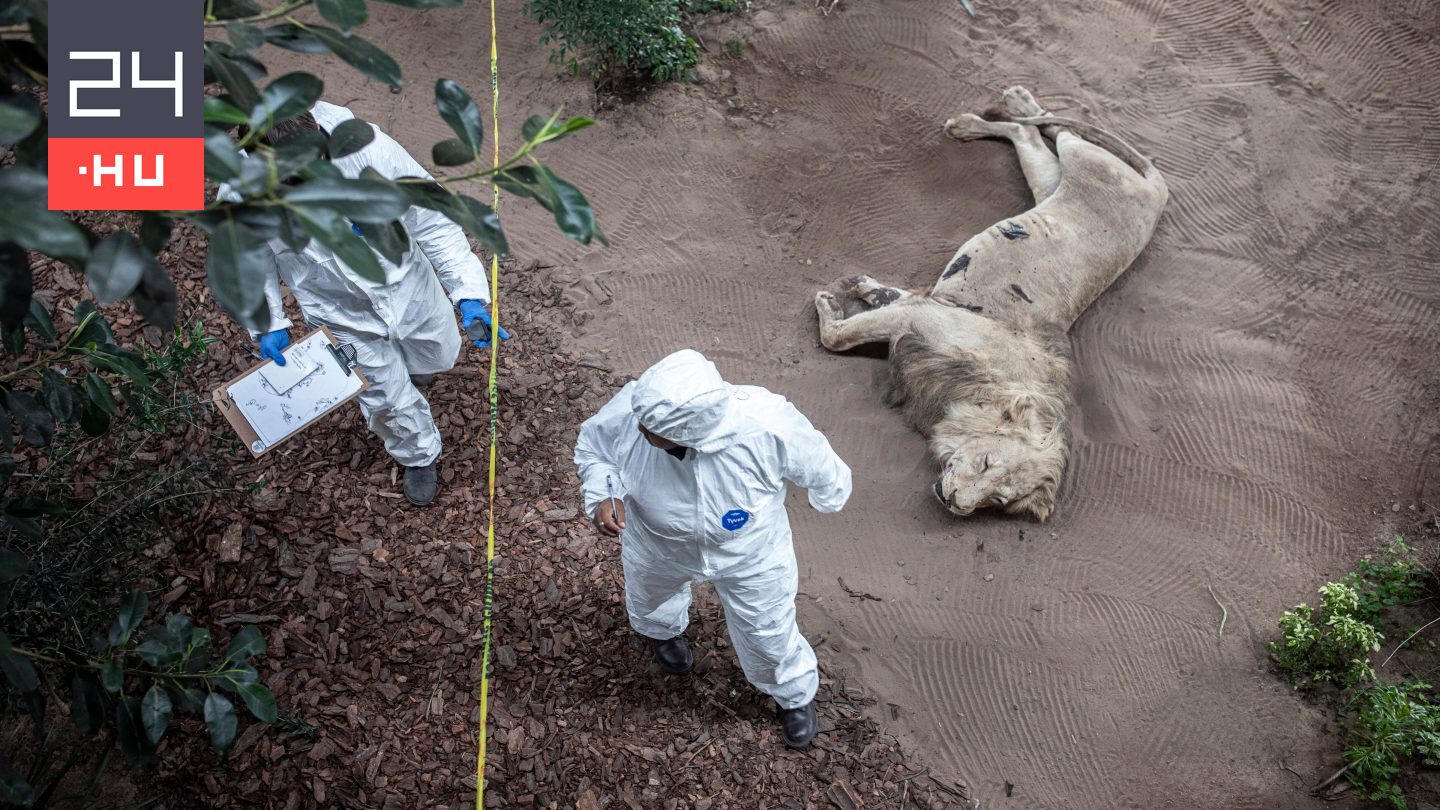 Sosem látott méretet öltött az oroszlánok orvvadászata