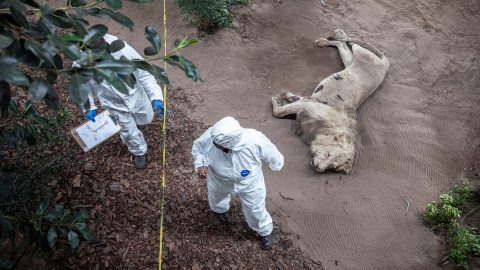 Vadőrnek készülő diákok tanulják, hogyan kell eljárni egy állatok illegális elejtésével kapcsolatos bűntény helyszínén.