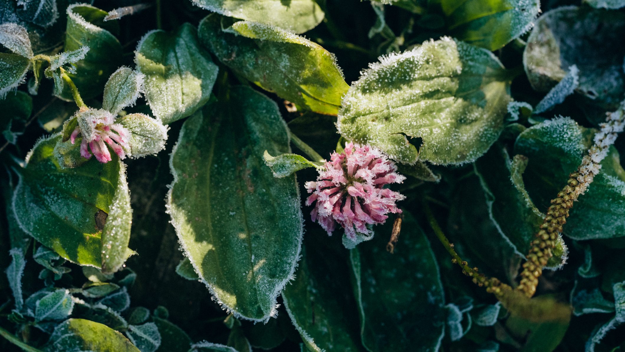 időjárás, előrejelzés, hajnal, fagy, péntek, május 1