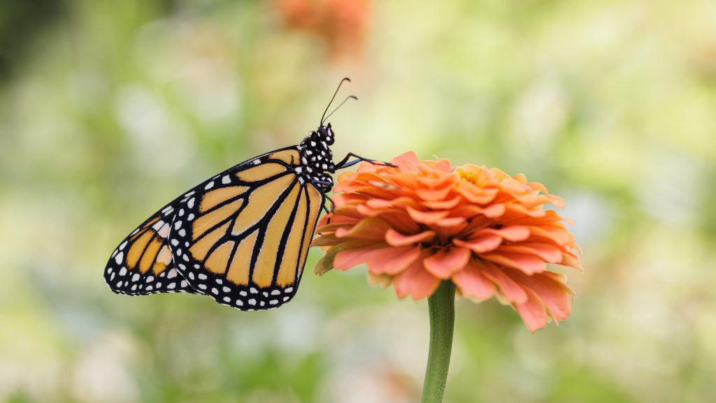 Ebben a kvízben csak virágokat kell felismerni képek alapján, de most nehezítettünk – II. felvonás