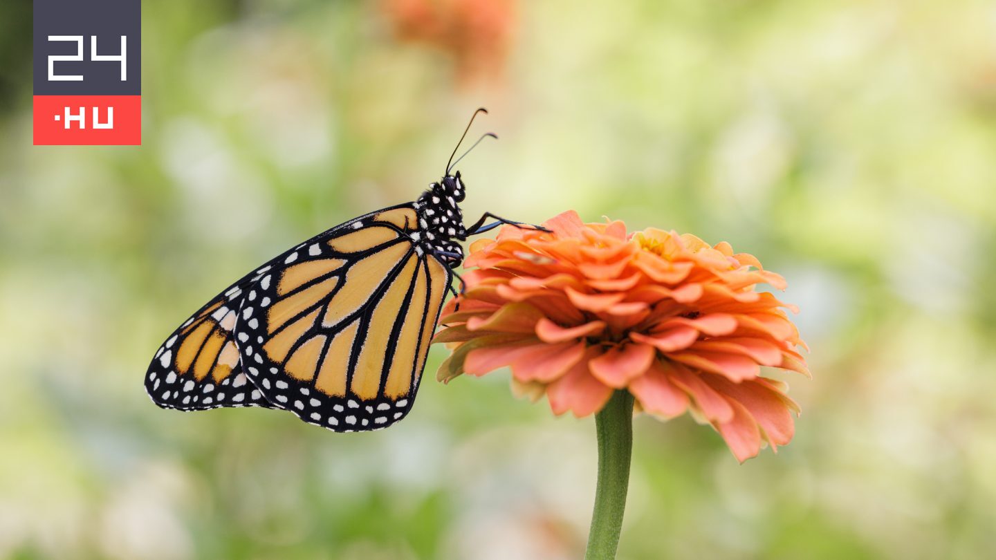 Ebben a kvízben csak virágokat kell felismerni képek alapján, de most nehezítettünk – II. felvonás