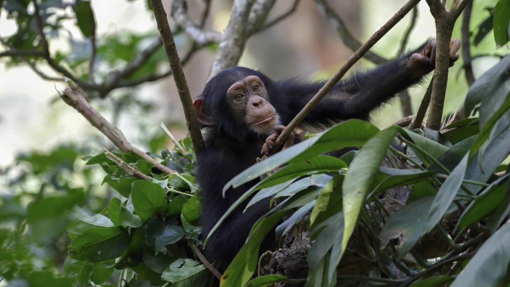Meglepő képességet figyeltek meg a csimpánzoknál